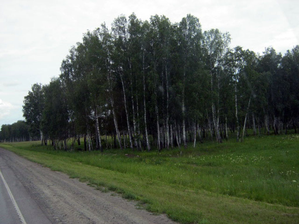 Березки