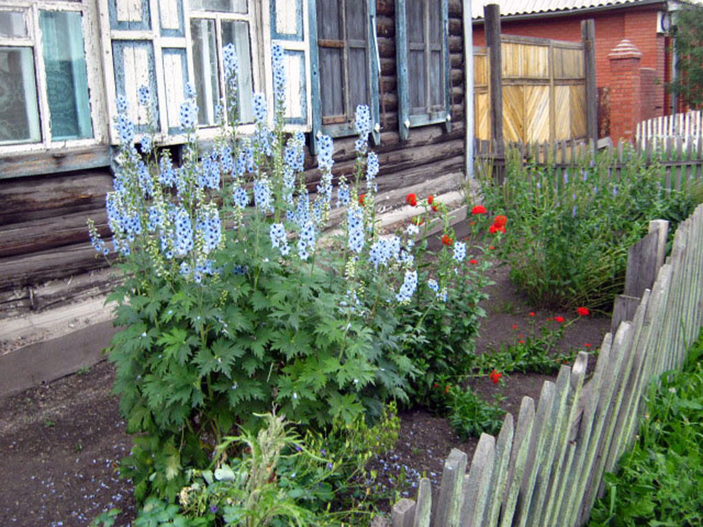 п. Емельяново(9)