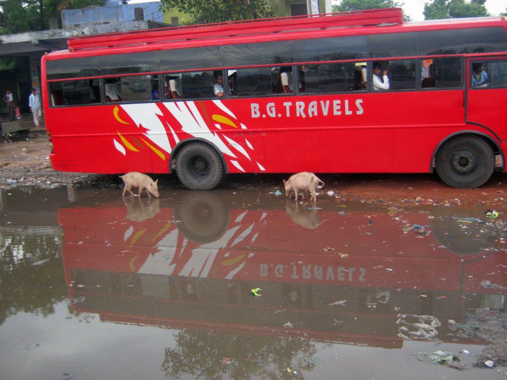 Дорога Джайпур-Агра(6)_Бездомные хрюшки