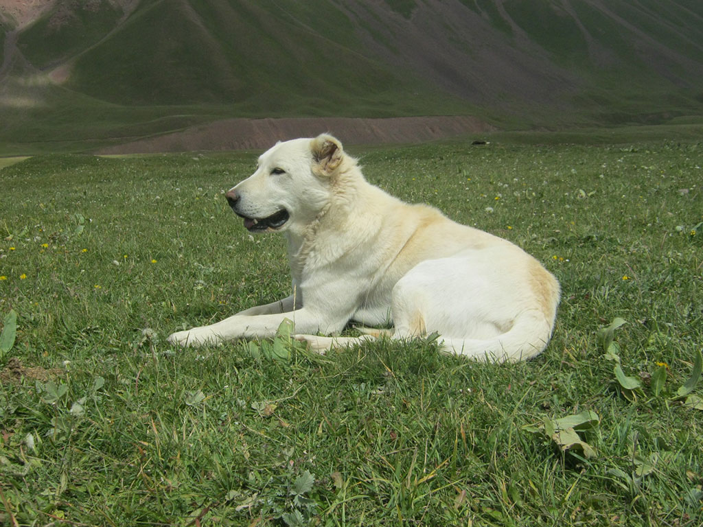 223_Алабай