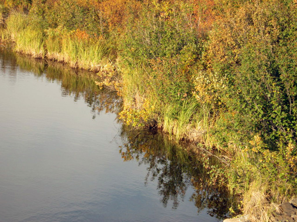 Тундра(11)