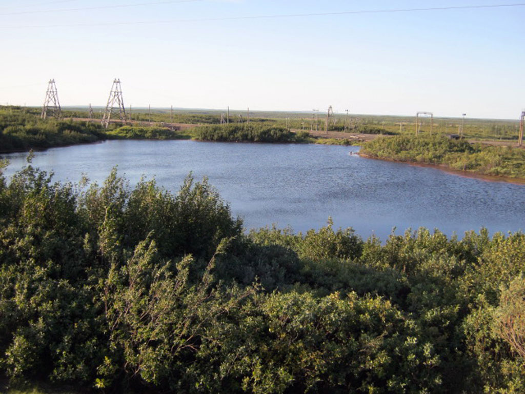 Тундра(24)