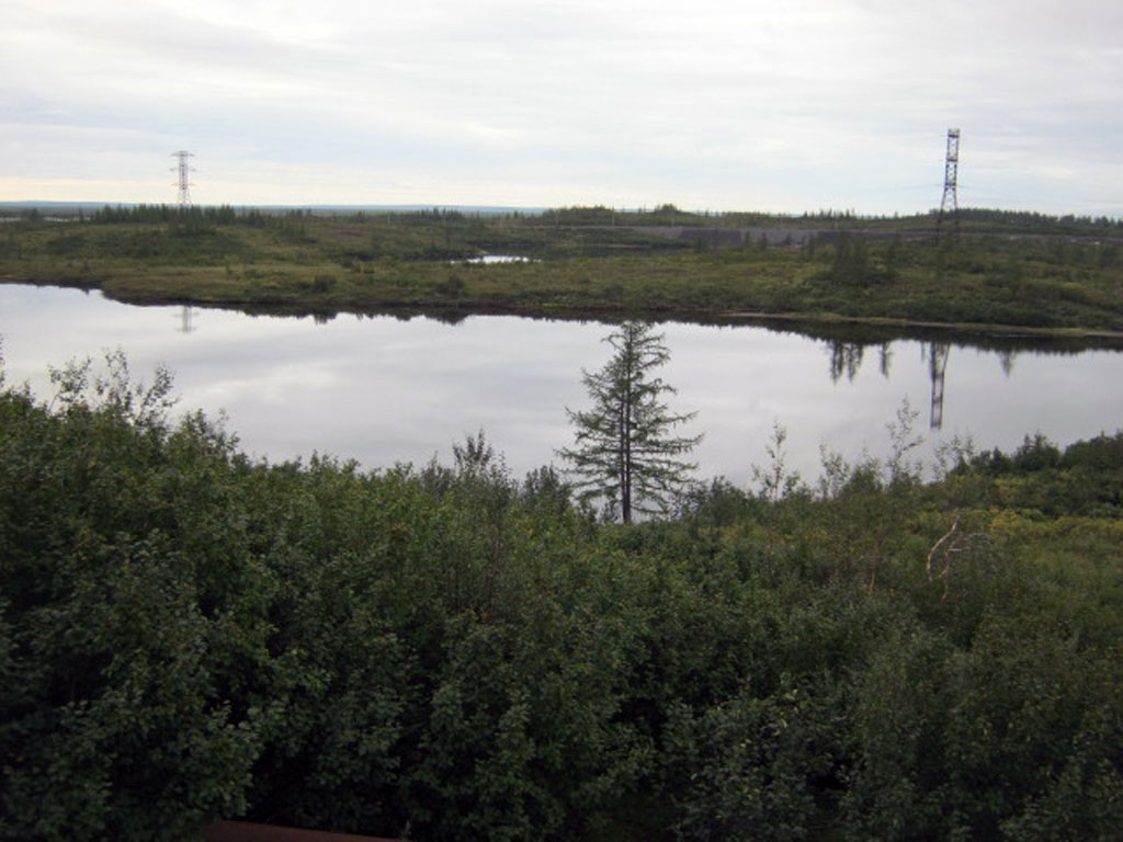 Тундра(34)