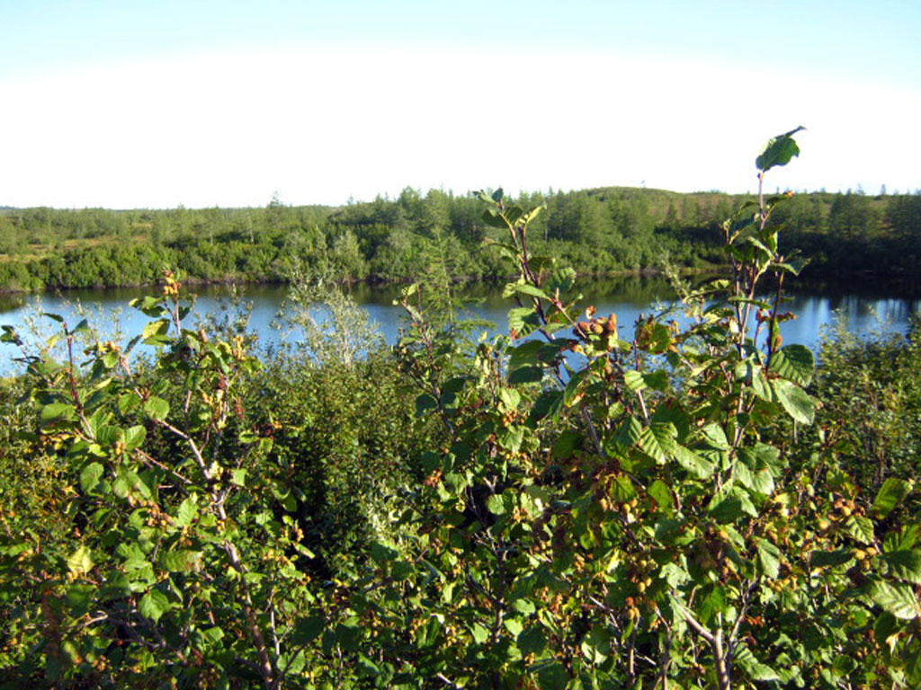 Тундра(43)