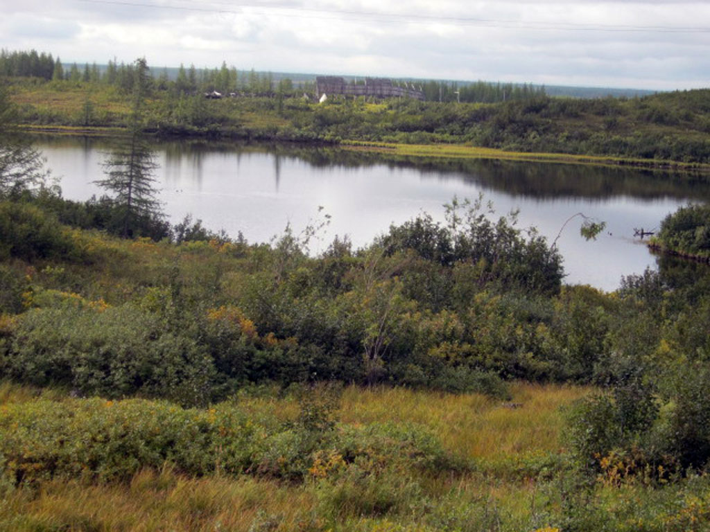 Тундра(52)