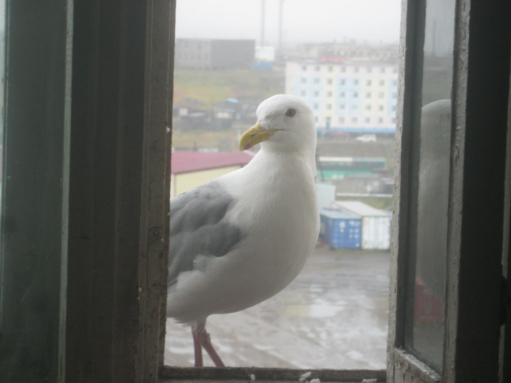 Чайка Клава